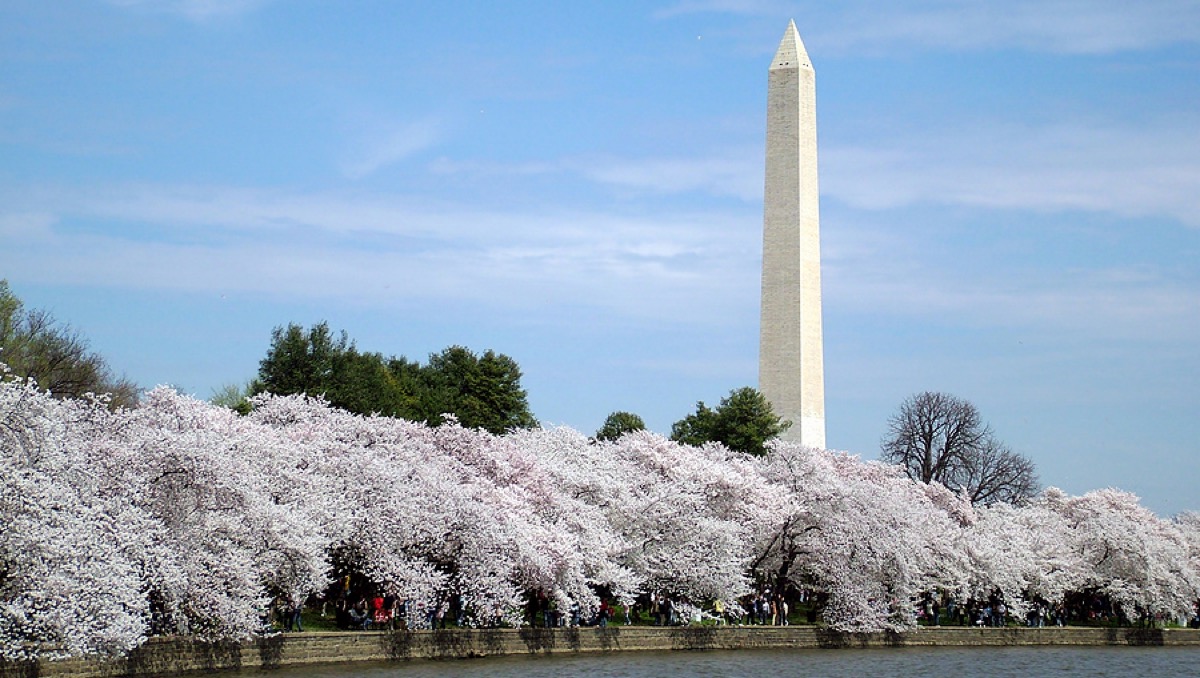 Washington-dc-cherry-blossoms